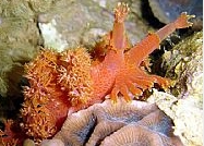 Photo:B. & S. Koretz, Eilat, 26 m  May 2005; See a larger photo